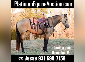 Draft Horse, Gelding, 6 years, 16 hh, Buckskin, in Santa Fe TN,