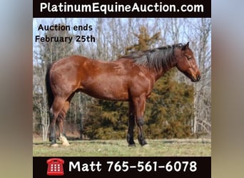 Quarter horse américain, Hongre, 10 Ans, 152 cm, Roan-Bay, in LExington IN,