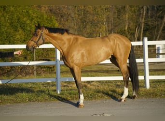 Belgisches Warmblut, Wallach, 5 Jahre, 168 cm, Brauner, in Noville