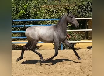 PRE, Stallion, 2 years, Gray, in Sevilla,