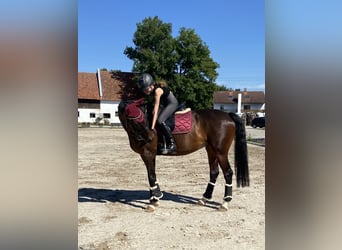 Reiterin sucht Traum-Reitbeteiligung 