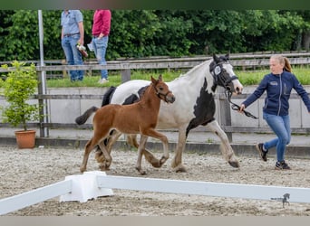 Cob, Merrie, 13 Jaar, 113 cm, Gevlekt-paard, in Varel Dangastermoor,