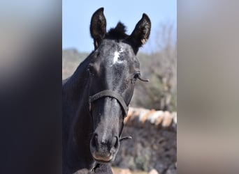 PRE, Mare, 1 year, 16 hh, Gray, in Mallorca,