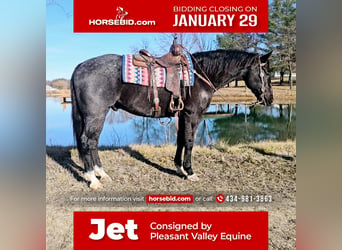 American Quarter Horse, Wallach, 13 Jahre, 165 cm, Roan-Blue, in Robards,