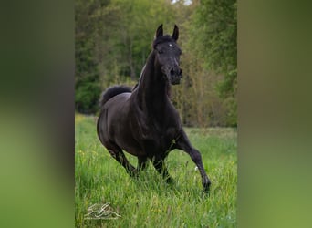 Straight Egyptian, Mare, 3 years, 14,3 hh, Black, in Biesdorf,