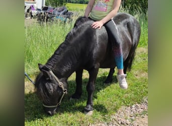 Shetland Ponys, Merrie, 14 Jaar, 100 cm, Zwart, in Nordhalben,