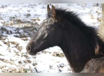 Azteca, Stallion, 1 year, Grullo, in Feuchtwangen,