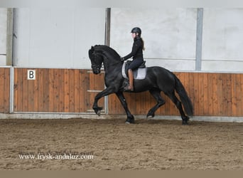 Konie fryzyjskie, Ogier, 3 lat, 165 cm, Kara, in Mijnsheerenland,