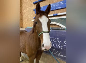 Caballo de deporte alemán, Yegua, 6 años, 165 cm, Alazán, in Neuenkirchen
