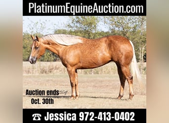 Quarter horse américain, Hongre, 10 Ans, 147 cm, Palomino, in Ravenna, TX,