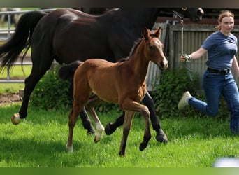 Hannoveraan, Merrie, Veulen (03/2026), 170 cm, Bruin, in Drochtersen