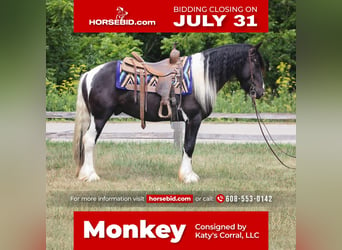 Gypsy Horse, Gelding, 5 years, 14.1 hh, in Dodgeville, WI,