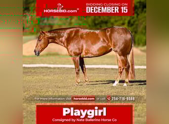 American Quarter Horse, Wallach, 4 Jahre, 150 cm, Rotfuchs, in Waco