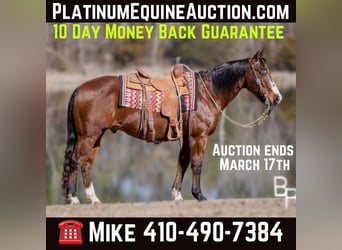 Quarter horse américain, Hongre, 15 Ans, 147 cm, Bai cerise, in Mountain Grove MO,