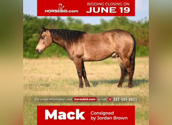 Quarter horse américain, Hongre, 7 Ans, 142 cm, Buckskin, in Waco, TX,