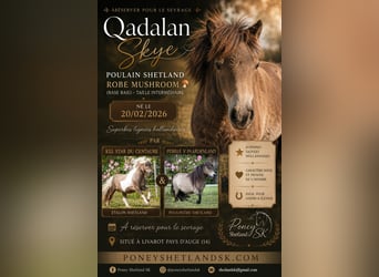 Shetland Ponys, Hengst, Fohlen (02/2026), 100 cm, Buckskin, in Livarot-Pays-d'Auge