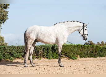 Lusitanos, Caballo castrado, 8 años, 165 cm, Tordo ruano, in Montecorto