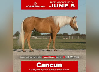 Quarter horse américain, Hongre, 6 Ans, Palomino, in Weatherford, TX,
