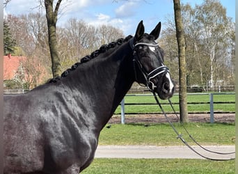 Westfale, Stute, 7 Jahre, 168 cm, Rappe, in Nordhorn