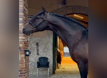 PRE, Caballo castrado, 7 años, 162 cm, Castaño oscuro, in Hostalets De Pierola, Els
