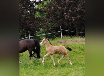 Duitse rijpony, Hengst, veulen (04/2024), Falbe, in Hamburg,