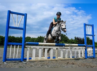 Welsh B, Jument, 6 Ans, 126 cm, Rouan bleu, in Emmen,