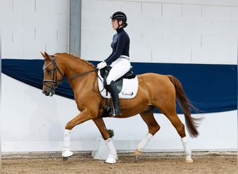 Pony tedesco, Castrone, 10 Anni, 148 cm, Sauro, in Marsberg