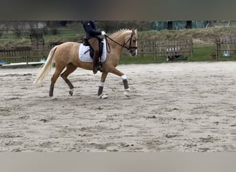Poney de selle allemand, Jument, 8 Ans, 148 cm, Palomino, in Breiholz,