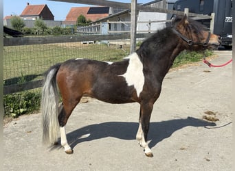 Weitere Ponys/Kleinpferde, Hengst, 1 Jahr, 80 cm, Brauner, in GROTE-BROGEL