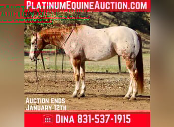 American Quarter Horse, Ruin, 15 Jaar, 152 cm, Roan-Red, in paicines CA
