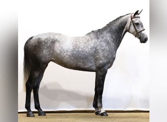Mare 6 years