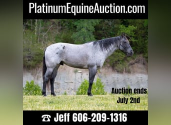 American Quarter Horse, Ruin, 15 Jaar, 163 cm, Roan-Blue, in Middletown OH,