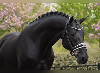 Hanoverian, Gelding, 9 years, Black, in Ecublens VD