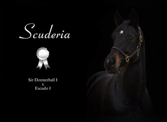 Oldenburg, Giumenta, 12 Anni, 172 cm, Baio nero, in Fraunberg