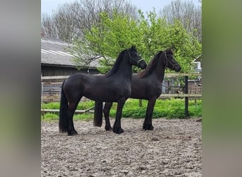 Friesian horses, Stallion, 4 years, 16 hh, Black, in Holland,