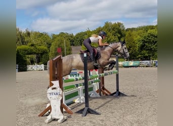 Misty: rare find! ponyclub or kid’s SJ dream