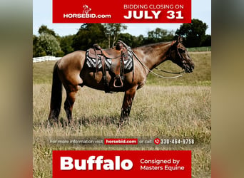 Quarter horse américain, Hongre, 7 Ans, 163 cm, Grullo, in Dalton, OH,