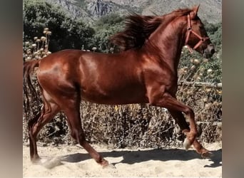 PRE Mix, Stallion, 7 years, 15.2 hh, Chestnut-Red, in Malaga,