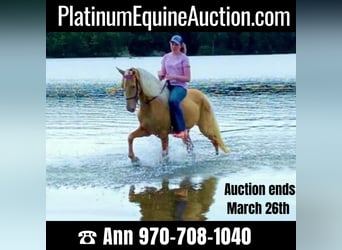Tennessee walking horse, Hongre, 13 Ans, 152 cm, Palomino, in Ancram NY,