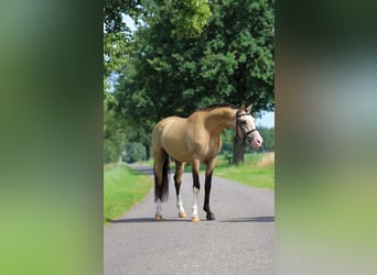 NRPS, Wallach, 3 Jahre, 147 cm, Buckskin, in Asten,