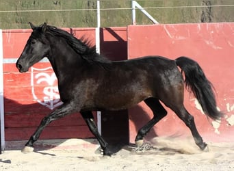 Andalusier, Stute, 7 Jahre, 157 cm, Rappe, in Alicante/Alacant,