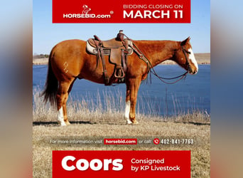 Quarter horse américain, Hongre, 10 Ans, 155 cm, Alezan cuivré, in Sioux Falls, SD,