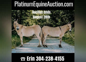 Quarter horse américain, Hongre, 16 Ans, 132 cm, Palomino, in Flemingsburg kY,
