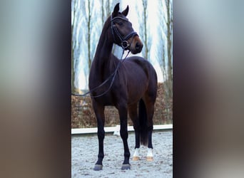 German Sport Horse, Mare, 4 years, 16.1 hh, Brown, in Perl,