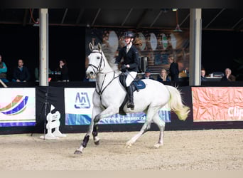KWPN, Merrie, 7 Jaar, 168 cm, Schimmel, in Swifterbant
