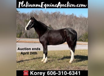 Missouri Foxtrotter, Gelding, 13 years, 14.3 hh, Black, in Whitley City KY,