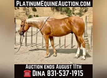 American Quarter Horse, Ruin, 10 Jaar, 150 cm, Palomino, in Paicines CA