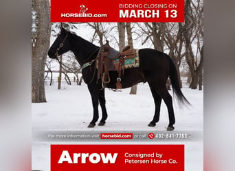 American Quarter Horse, Ruin, 13 Jaar, Zwart, in Valley Springs, SD,