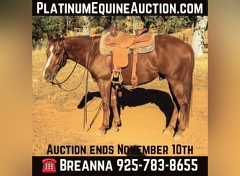 American Quarter Horse, Ruin, 8 Jaar, 150 cm, Donkere-vos, in Valley Springs CA,