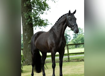 Hannoveraner, Wallach, 9 Jahre, 173 cm, , in Aachen